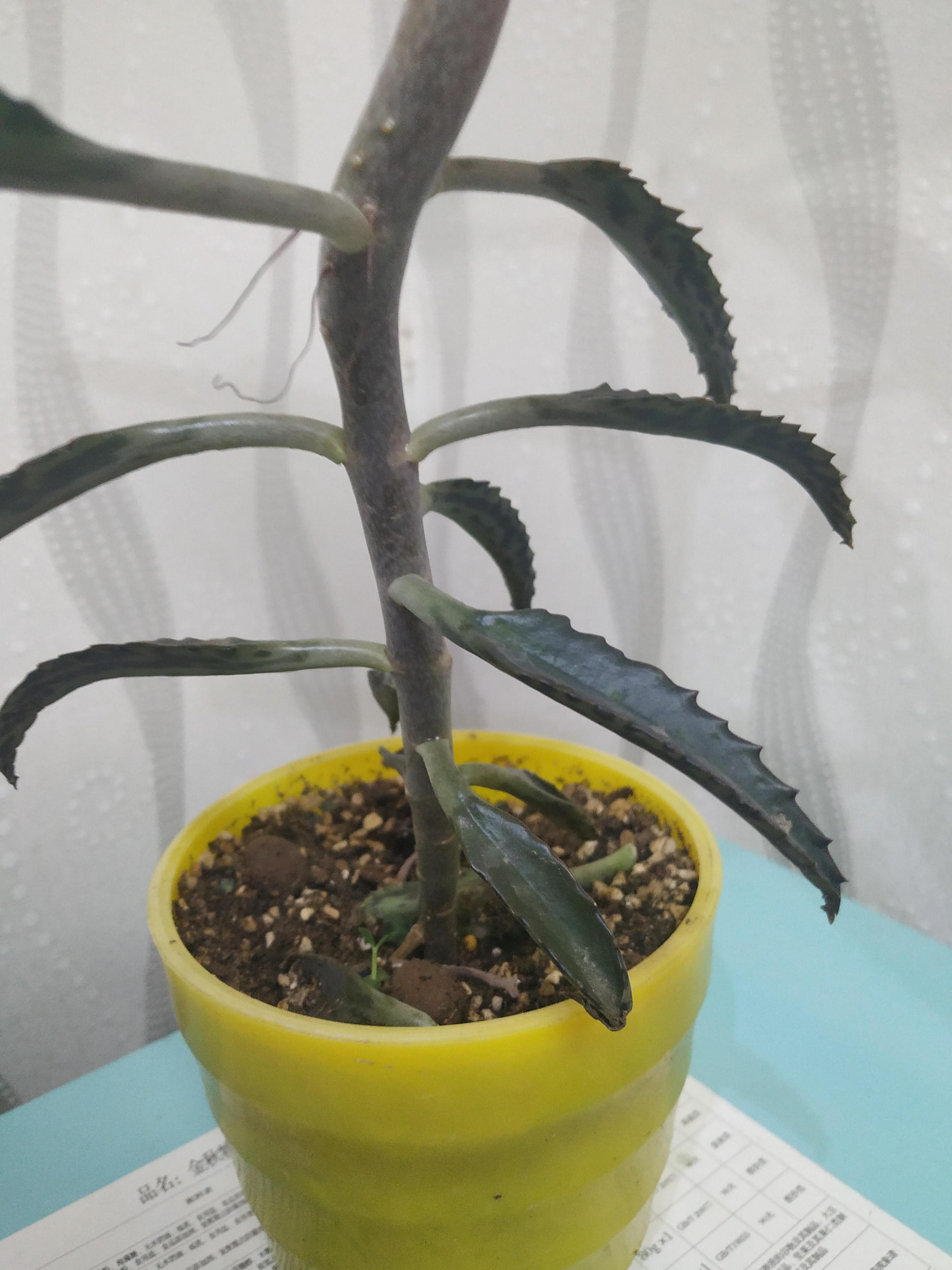 落地生根的繁殖方法,落地生根扦插方法? 落地生根的繁殖方法,落地生根扦插方法?