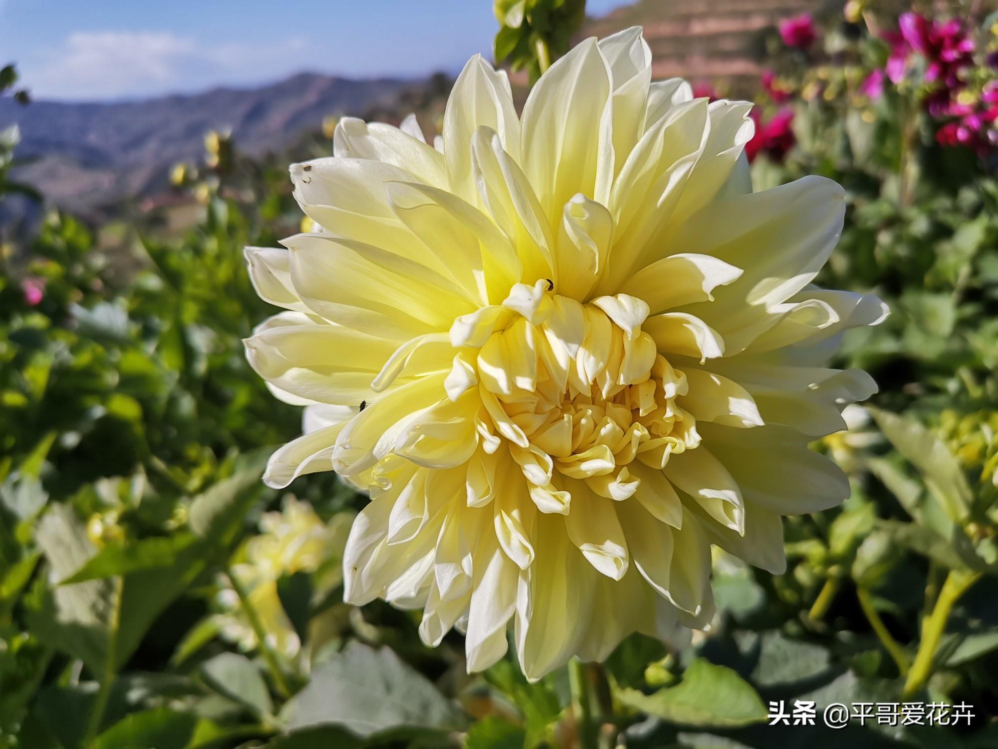 大丽花怎么过冬，冬天用挖出来吗，大丽花能活几年?