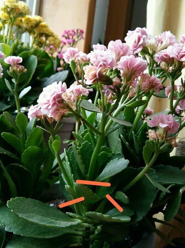 长寿花花谢后如何修剪,怎么处理,杜鹃花花谢后怎样修剪? 长寿花花谢后如何修剪,怎么处理,杜鹃花花谢后怎样修剪?
