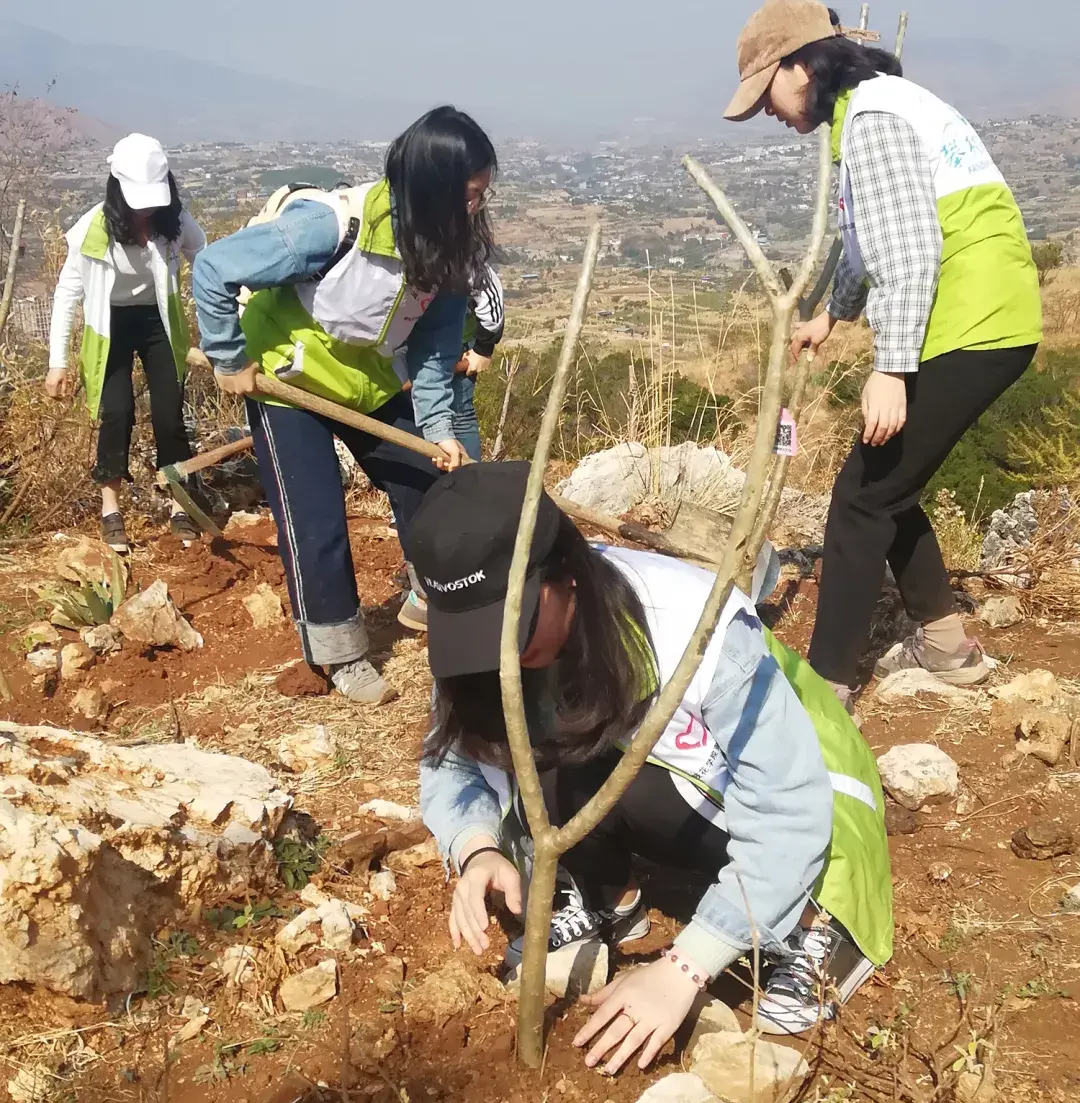 地涌金莲怎么分株，怎么移栽，栀子花几月份移栽?
