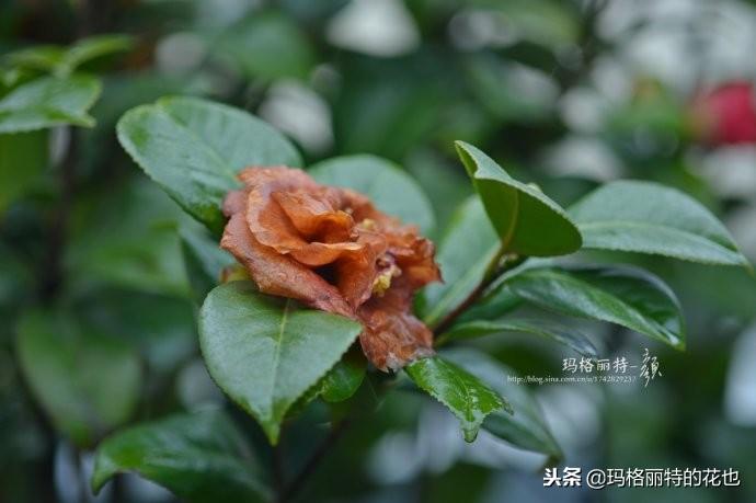 如何使茶梅在圣诞开花，茶梅开白花怎么办?