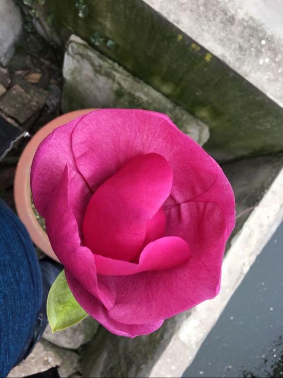 白玉兰怎么浇水，白玉兰花多久浇一次水?