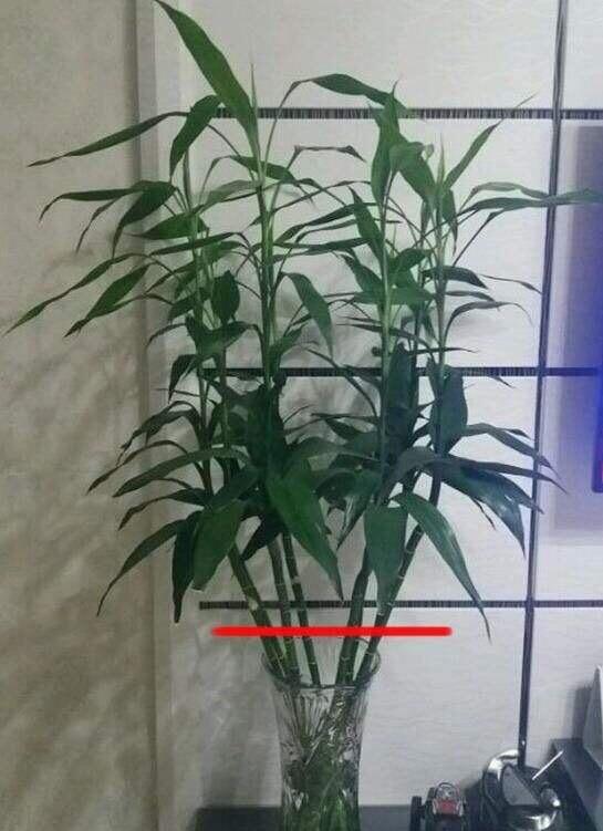 土养富贵竹长得太高了怎么办，土养富贵竹怎么修剪，水培富贵竹可以土养吗?