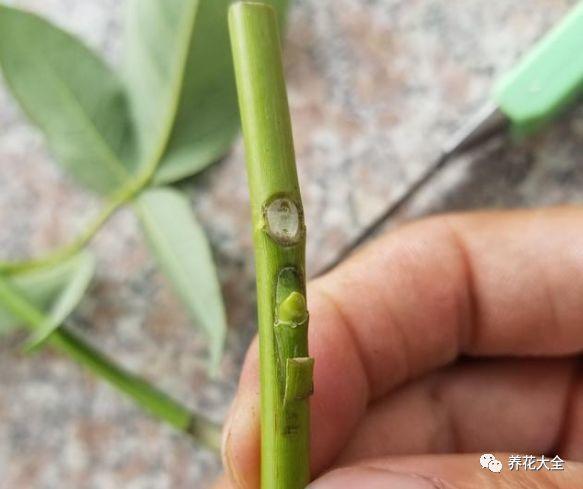 茶梅怎么扦插，茶梅扦插生根最快方法?