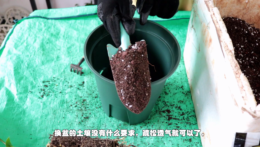 春羽什么时候换盆，春羽为什么家里不能养?