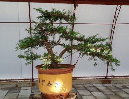 澳洲杉开花吗,澳洲杉如何打顶? 澳洲杉开花吗,澳洲杉如何打顶?