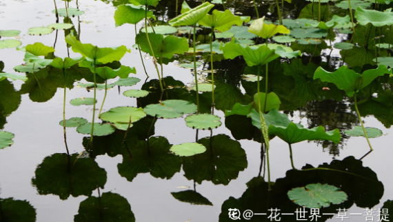 百万小铃的繁殖方法,什么时候扦插,发财树什么时候扦插好? 百万小铃的繁殖方法,什么时候扦插,发财树什么时候扦插好?