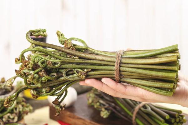 厥菜——山菜之王（被列为致癌蔬菜，可适量食用）