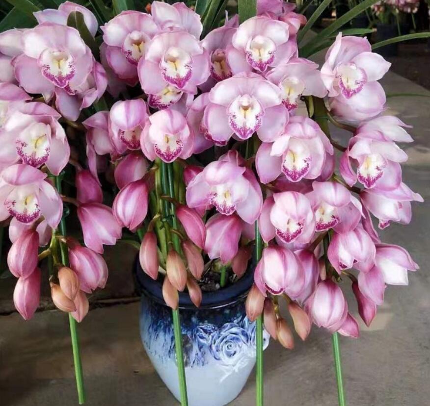大花蕙兰掉花苞怎么办，有花苞了怎么浇水，大花蕙兰有花苞了怎么浇水?