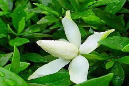 白兰花怎么换盆，白兰花十月份换盆可以吗?