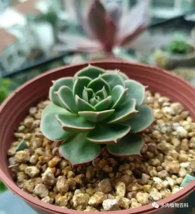 碧玉莲如何度夏,碧玉莲叶子瘪了怎么办? 碧玉莲如何度夏,碧玉莲叶子瘪了怎么办?