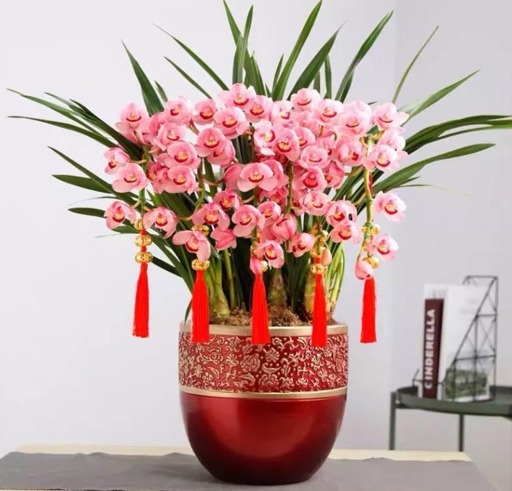 大花蕙兰花期怎么养，开花时能施肥吗，大花蕙兰施肥方法?