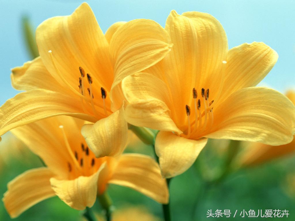 百合开花之后怎么处理,百合一年开花几次,如何让百合分叉多开花? 百合开花之后怎么处理,百合一年开花几次,如何让百合分叉多开花?