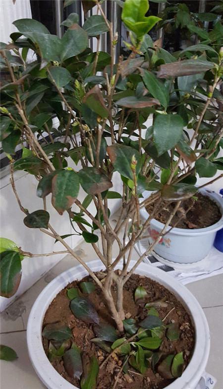 茶花换盆后掉叶怎么办,茶花怎么服盆,茶花叶子掉光了能活吗? 茶花换盆后掉叶怎么办,茶花怎么服盆,茶花叶子掉光了能活吗?