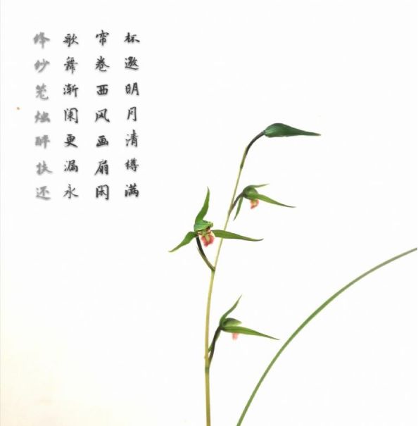 寒兰怎么施肥，细叶寒兰?