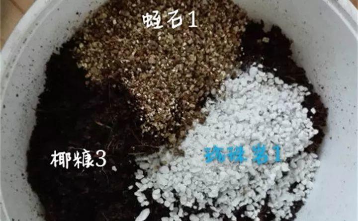 矮牵牛在什么季节开花,矮牵牛开花后要打顶吗? 矮牵牛在什么季节开花,矮牵牛开花后要打顶吗?