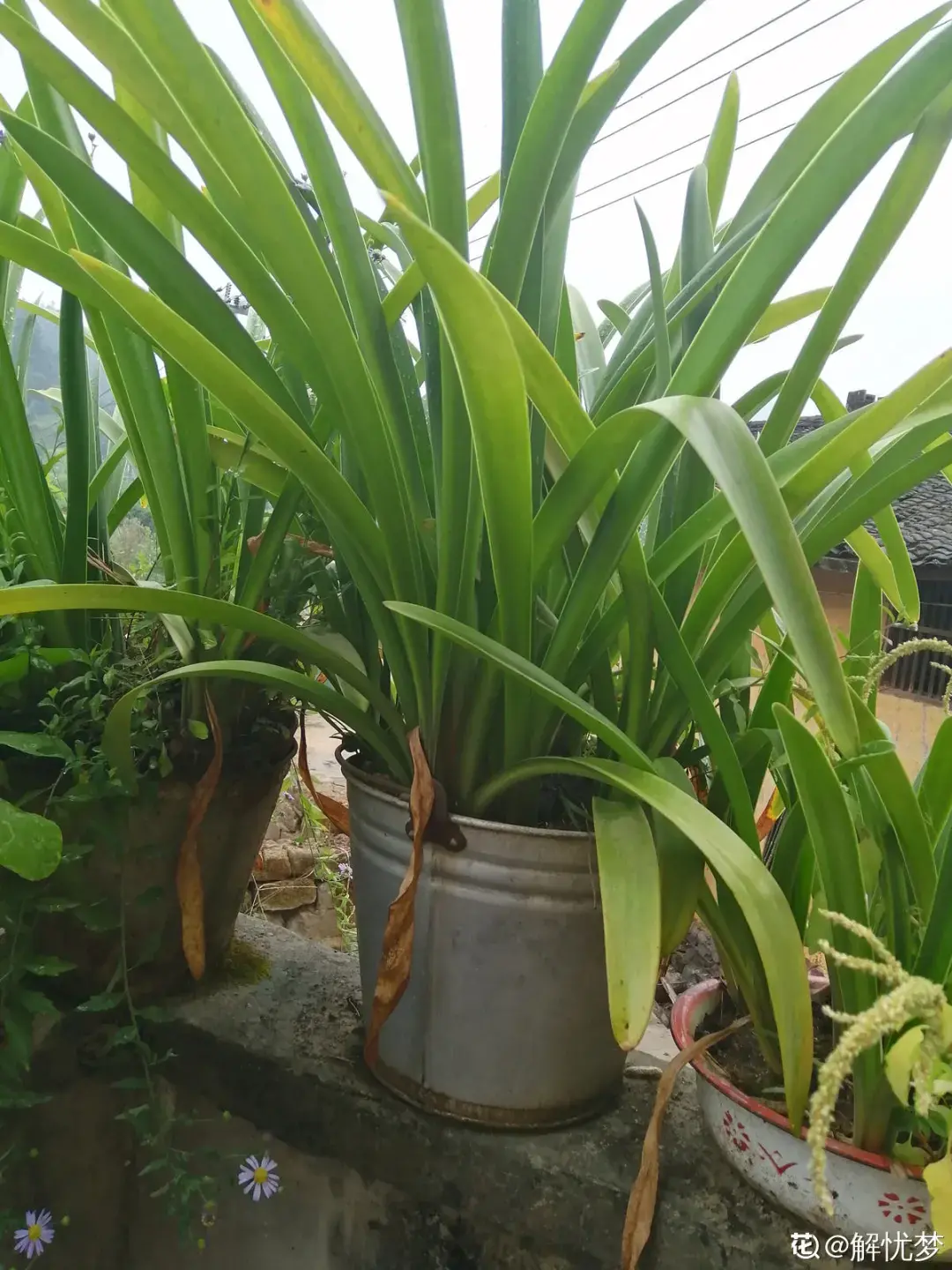 落地生根怎么浇水,落地生根盆栽怎么养? 落地生根怎么浇水,落地生根盆栽怎么养?