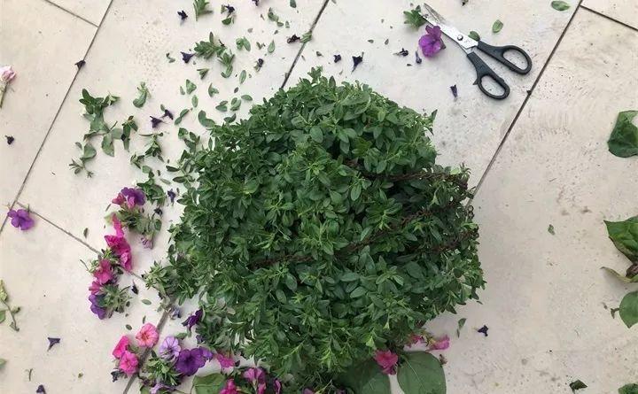 矮牵牛在什么季节开花,矮牵牛开花后要打顶吗? 矮牵牛在什么季节开花,矮牵牛开花后要打顶吗?