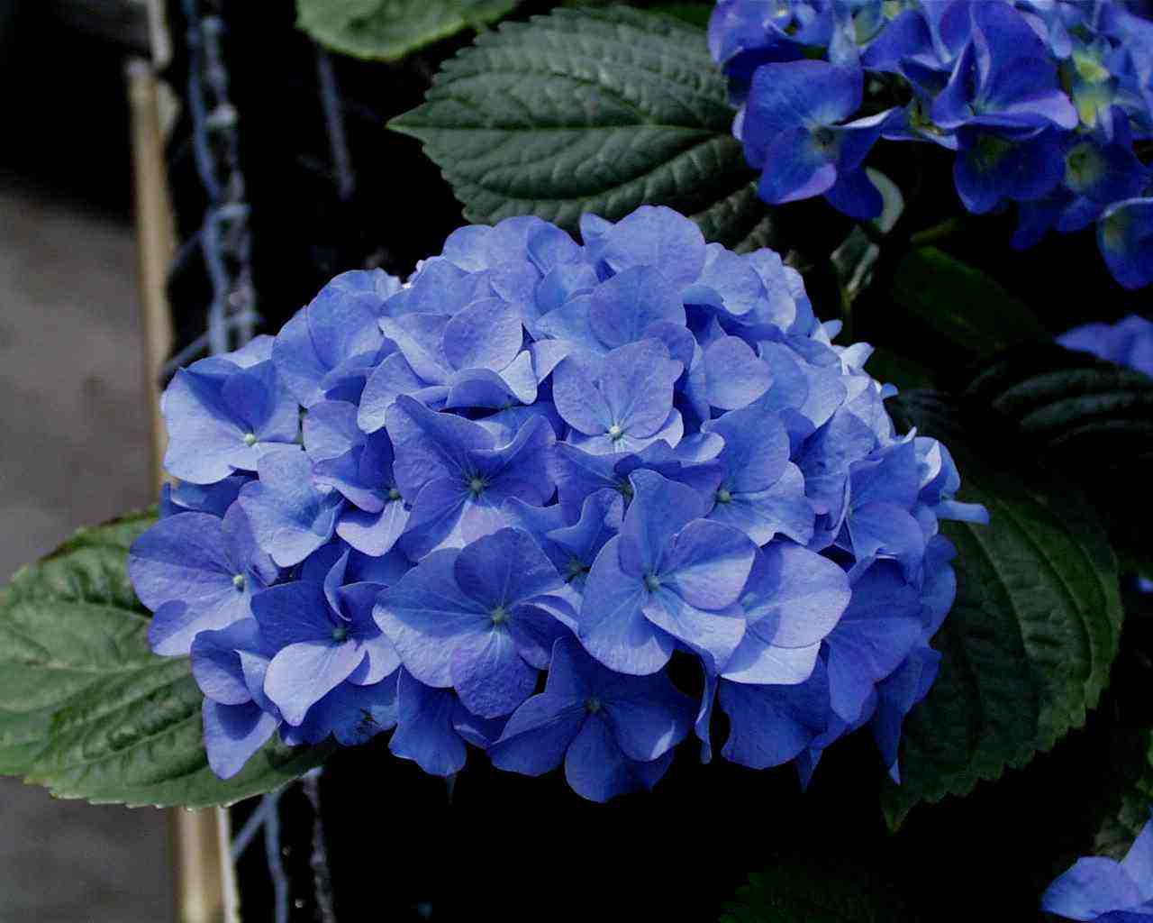 八仙花怎么不开花,八仙花图片? 八仙花怎么不开花,八仙花图片?