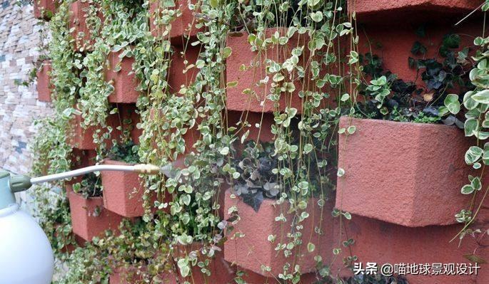 长春蔓开花吗，长春蔓和常春藤一样吗?