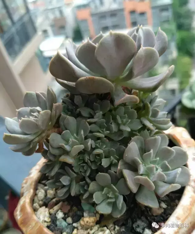 碧玉莲如何度夏,碧玉莲叶子瘪了怎么办? 碧玉莲如何度夏,碧玉莲叶子瘪了怎么办?