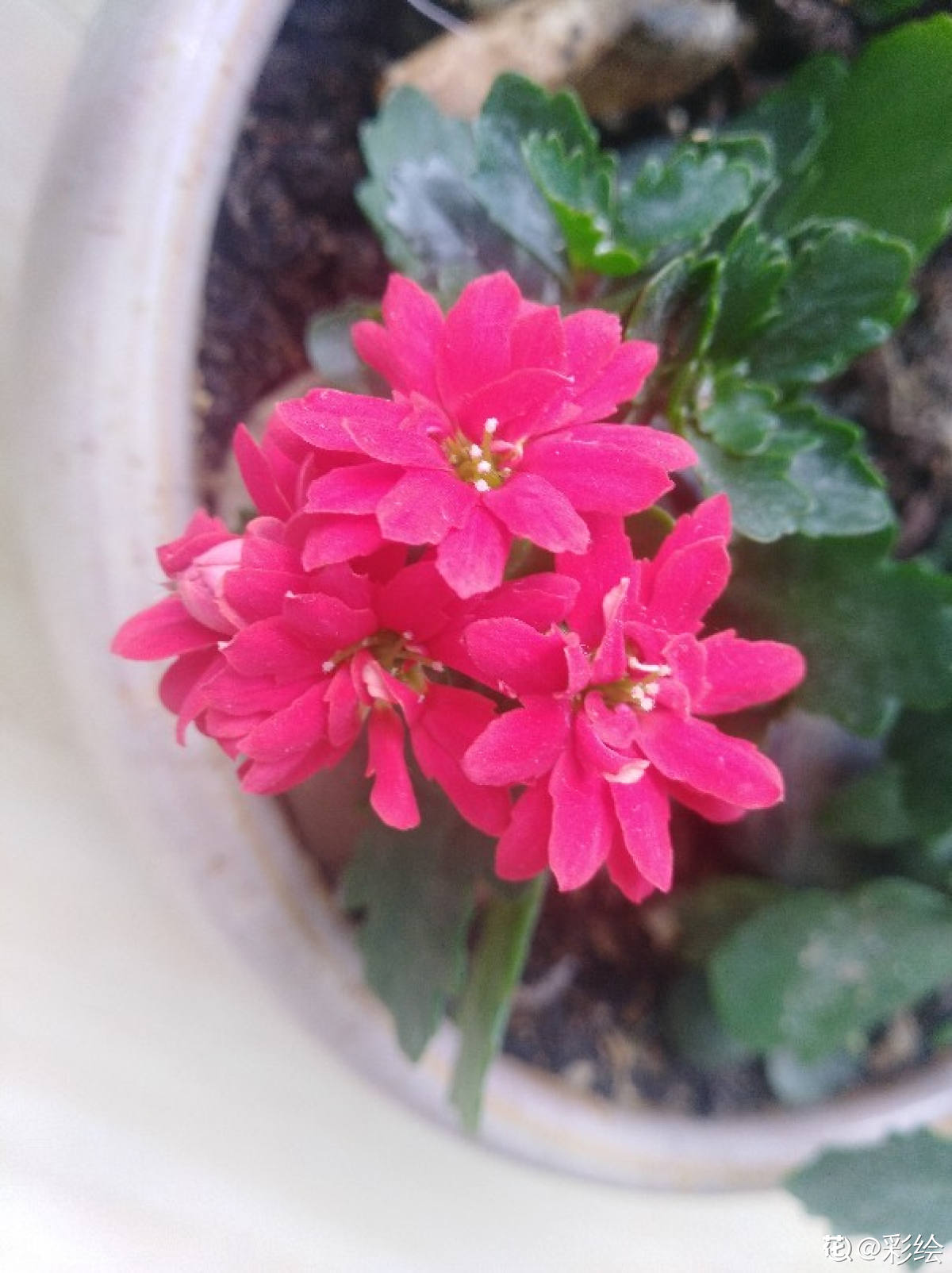 长寿花是草本还是木本,怎样给长寿花施肥,长寿花是草本吗? 长寿花是草本还是木本,怎样给长寿花施肥,长寿花是草本吗?