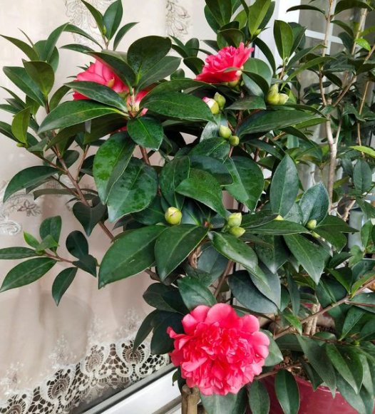 茶花繁殖方法,茶花如何繁殖,茶花繁殖方法和时间? 茶花繁殖方法,茶花如何繁殖,茶花繁殖方法和时间?