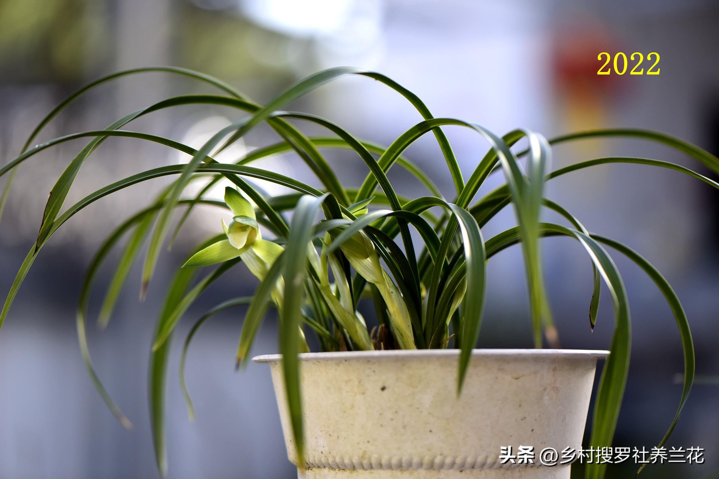 春兰怎么繁殖，兰花种子繁殖技术?