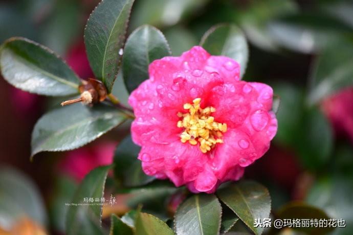 如何使茶梅在圣诞开花，茶梅开白花怎么办?