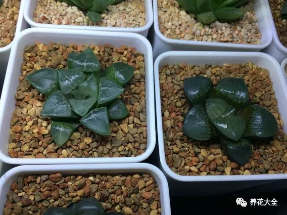冰灯玉露怎么繁殖,冰灯玉露怎么爆盆? 冰灯玉露怎么繁殖,冰灯玉露怎么爆盆?