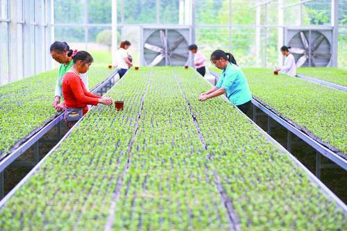 花椰菜种植前景怎么样(农村夫妇种植30亩“致富菜”)