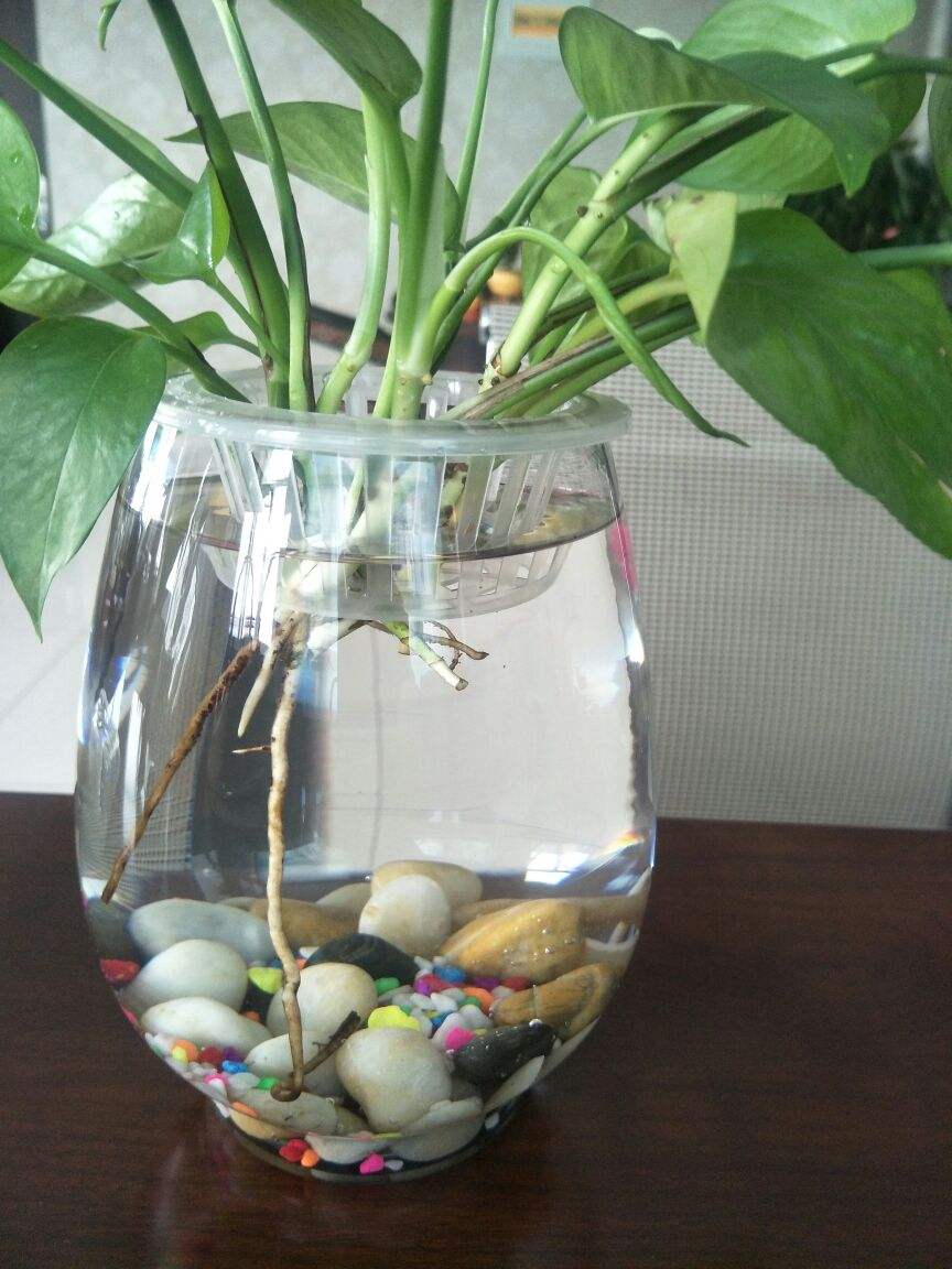 水养富贵竹怎么过冬天，富贵竹过冬干枯怎么救，如何水养富贵竹?