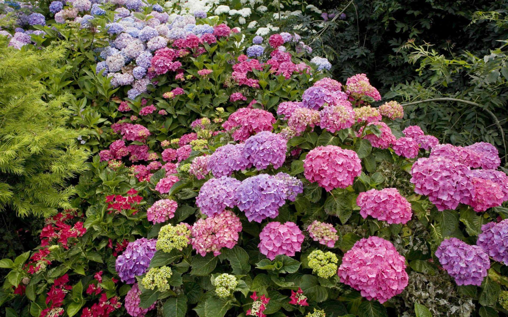 八仙花怎么不开花,八仙花图片? 八仙花怎么不开花,八仙花图片?