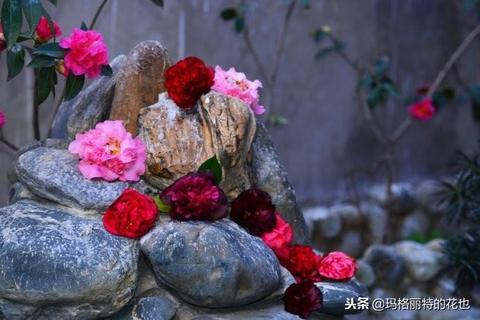 如何使茶梅在圣诞开花，茶梅开白花怎么办?
