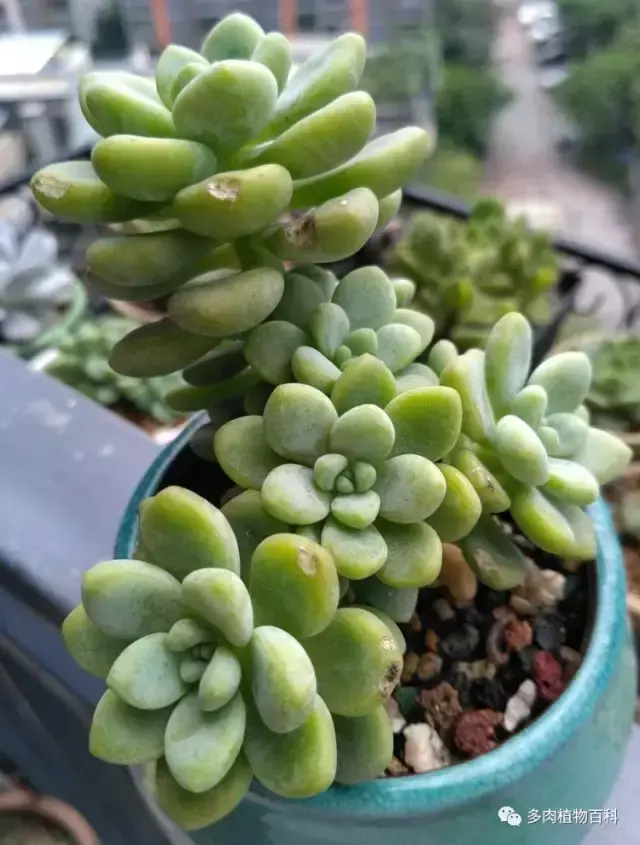 碧玉莲如何度夏,碧玉莲叶子瘪了怎么办? 碧玉莲如何度夏,碧玉莲叶子瘪了怎么办?