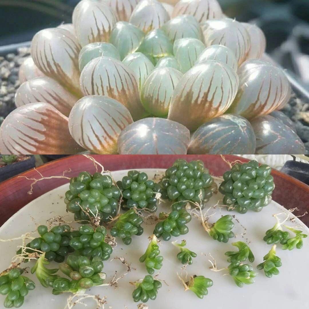 草玉露怎么浇水,这样浇叶子更透亮了!,玉露干瘪不服盆? 草玉露怎么浇水,这样浇叶子更透亮了!,玉露干瘪不服盆?