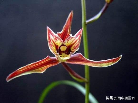 寒兰怎么繁殖，繁殖的意思?