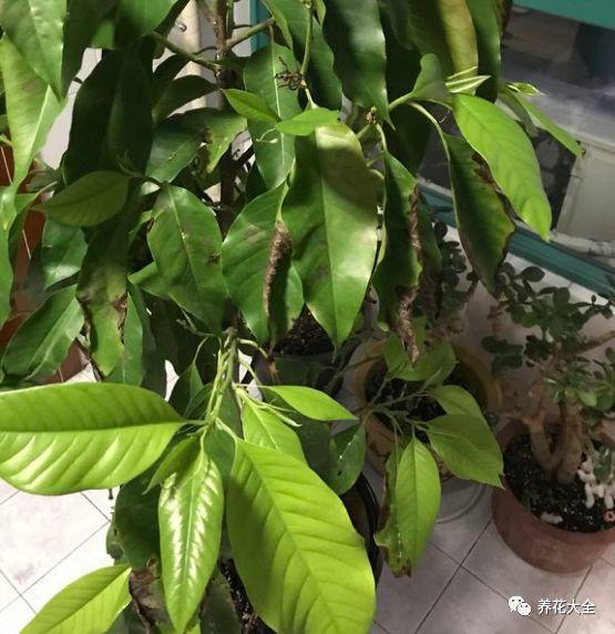 白兰花什么时候开花，地栽白兰花过冬?