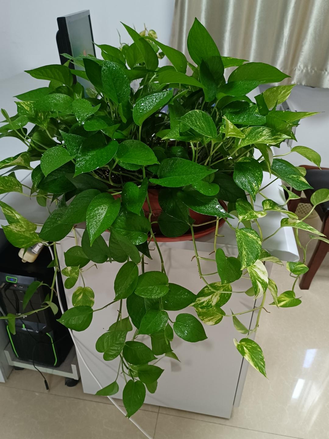 不夜城的分株繁殖,蝴蝶兰是怎么繁殖的? 不夜城的分株繁殖,蝴蝶兰是怎么繁殖的?