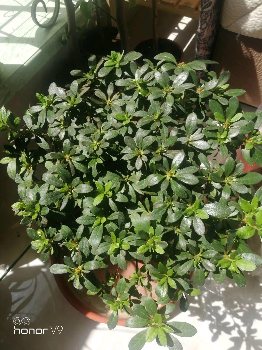 长寿花花谢后如何修剪,怎么处理,杜鹃花花谢后怎样修剪? 长寿花花谢后如何修剪,怎么处理,杜鹃花花谢后怎样修剪?
