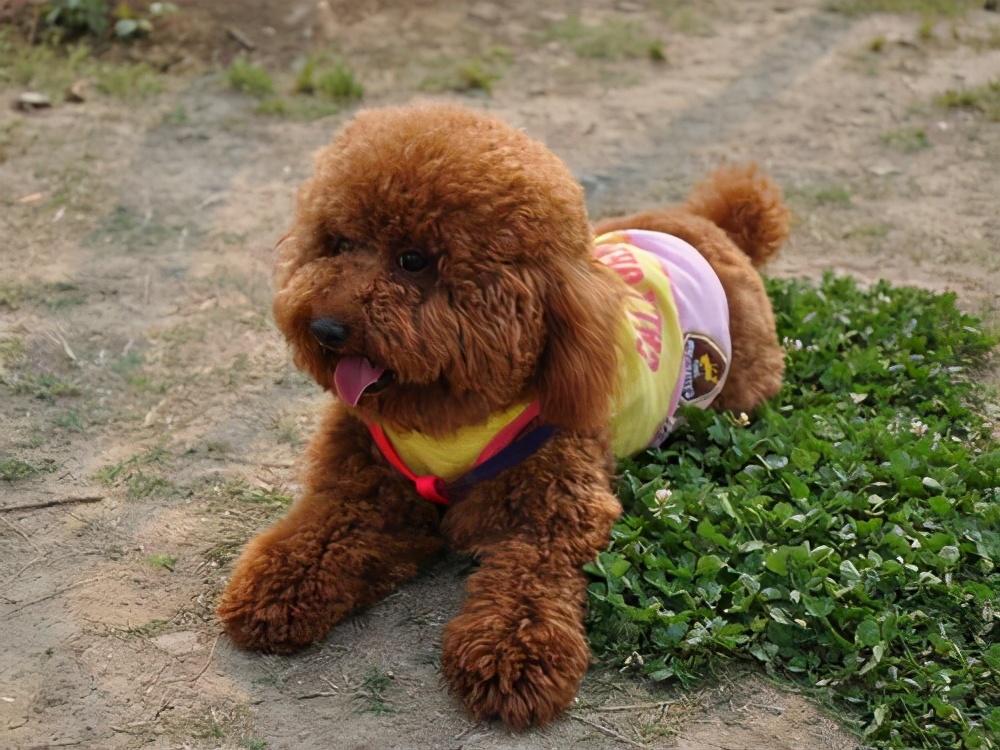 泰迪怕冷还是怕热(泰迪夏天怎么过)