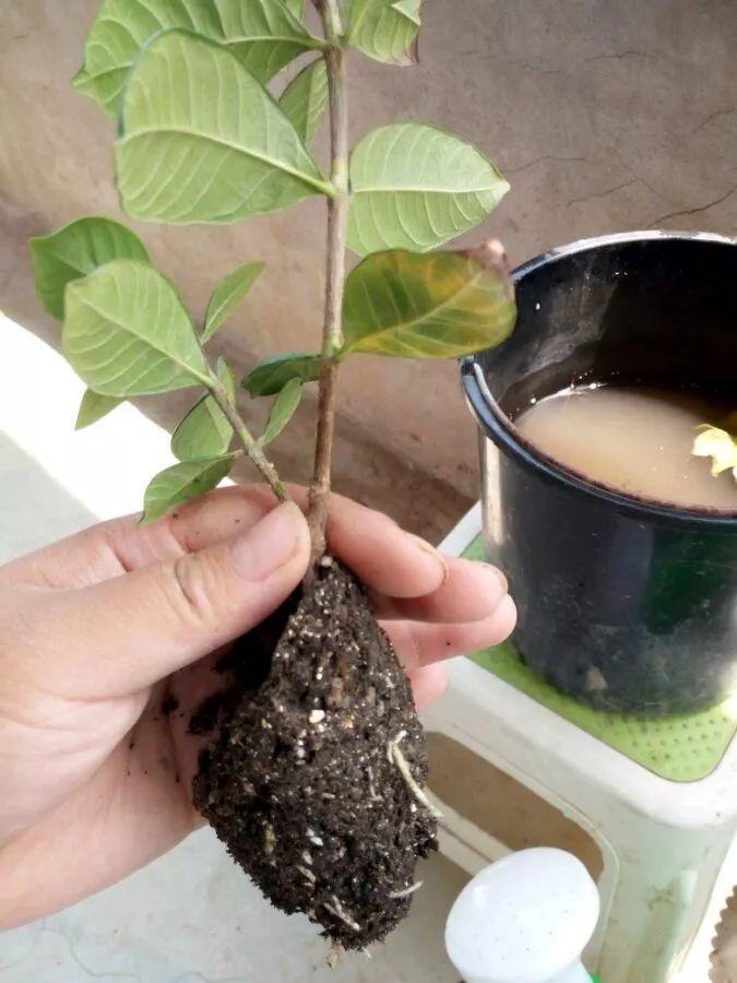 茶花压条多久生根,空中压条繁殖技术,腊梅压条繁殖时间? 茶花压条多久生根,空中压条繁殖技术,腊梅压条繁殖时间?