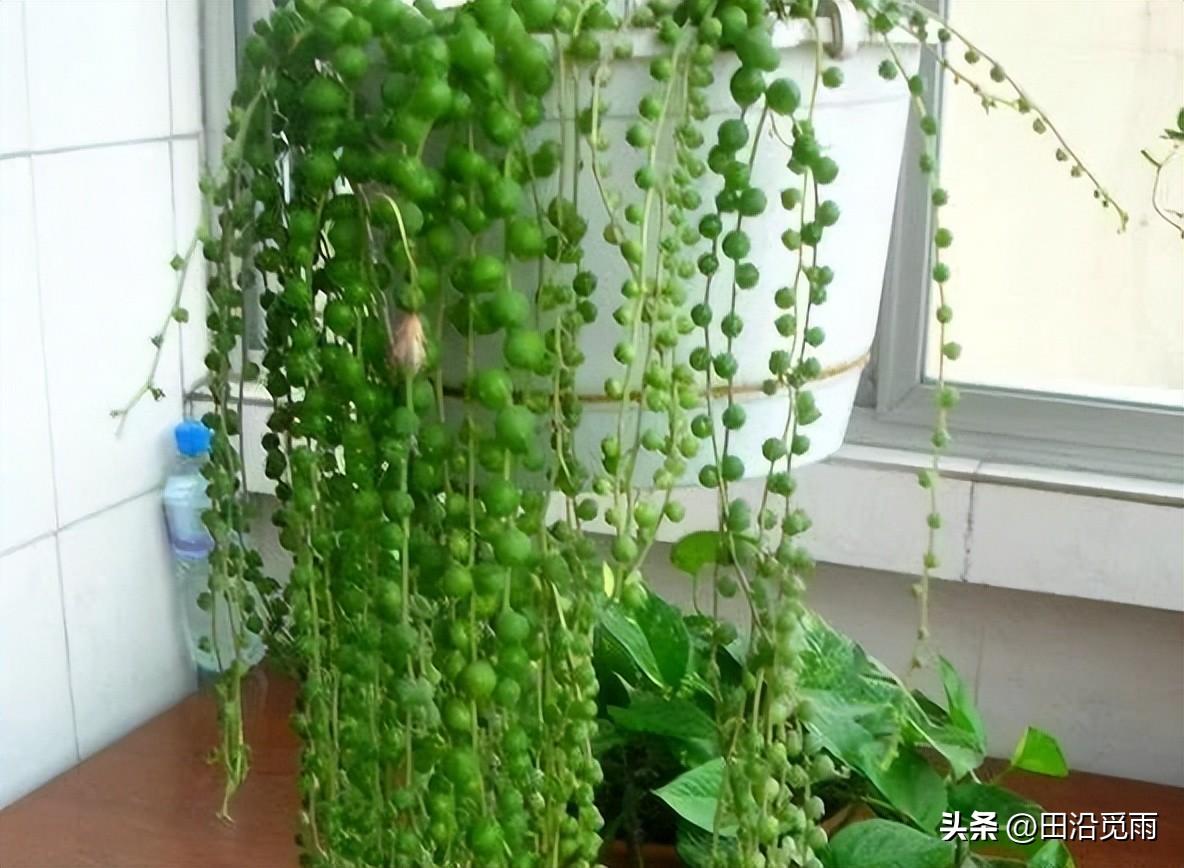 鱼嘴吊兰怎么养殖方法,怎么施肥,小嘴鱼能养殖吗? 鱼嘴吊兰怎么养殖方法,怎么施肥,小嘴鱼能养殖吗?
