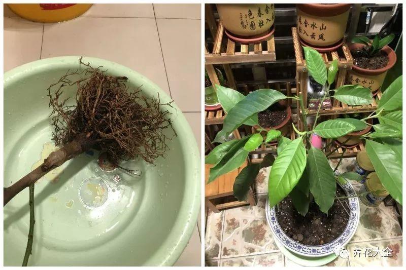 白兰花什么时候开花，地栽白兰花过冬?