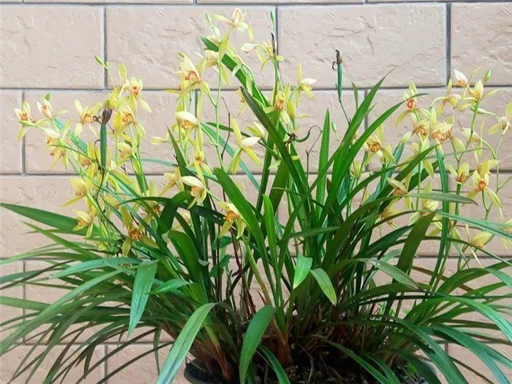 春兰怎么养才能开花，春兰品种大全?