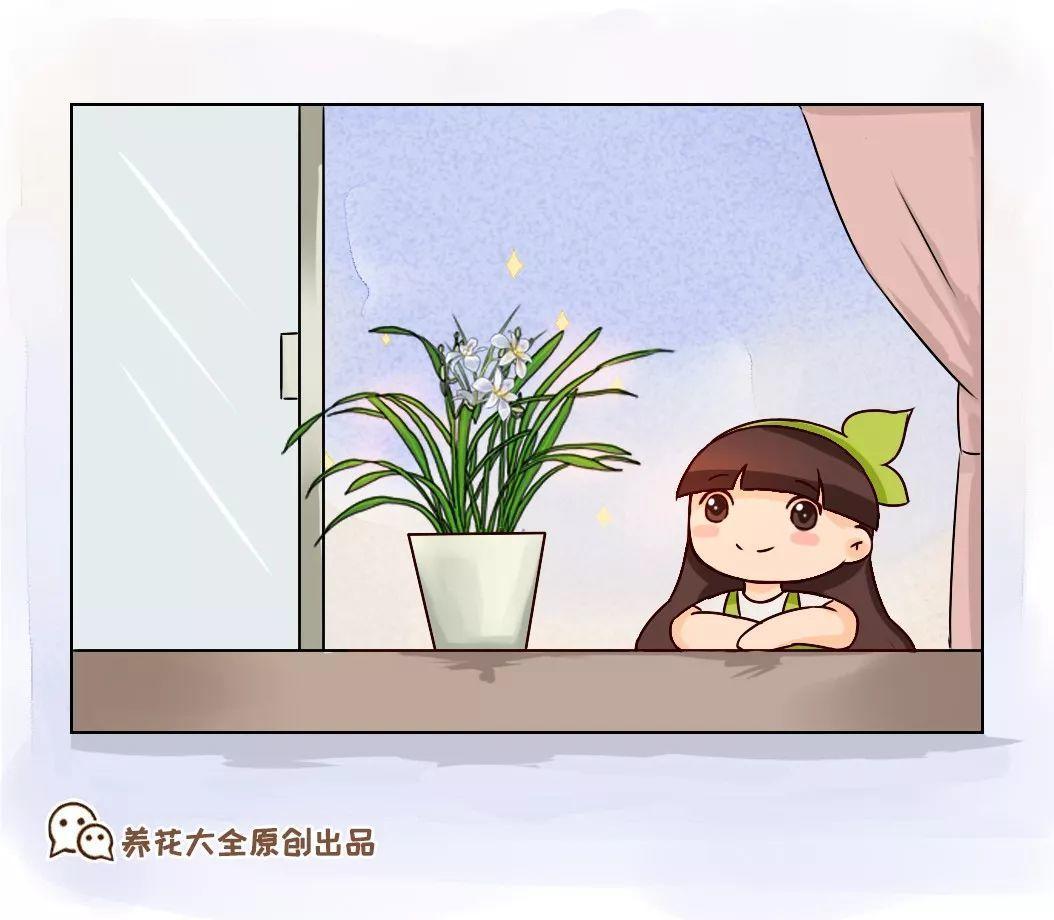 春兰怎么养才能开花，春兰品种大全?