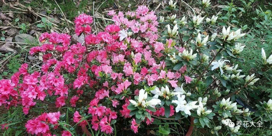 怎么让杜鹃花开花，开花前用什么肥，什么肥能让花卉快速生长?