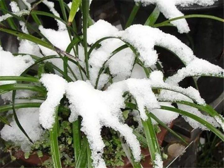 春兰怎么养才能开花，春兰品种大全?
