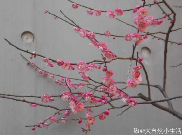 百万小铃的繁殖方法,什么时候扦插,发财树什么时候扦插好? 百万小铃的繁殖方法,什么时候扦插,发财树什么时候扦插好?