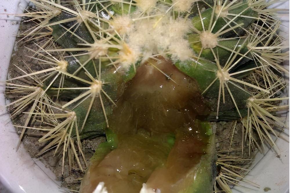 不夜城的分株繁殖,蝴蝶兰是怎么繁殖的? 不夜城的分株繁殖,蝴蝶兰是怎么繁殖的?